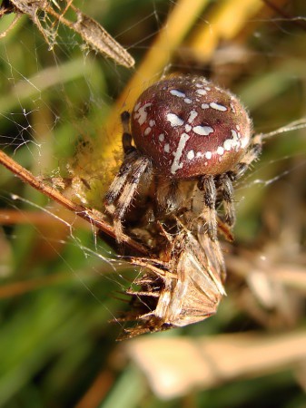 Araneus quadratus